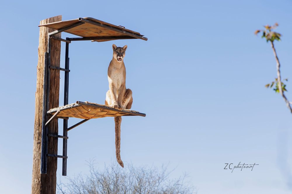 A mountain lion sits perched on a wooden platform atop a tall pole against a clear blue sky.
