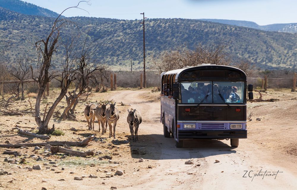 A purple bus drives past donkeys on a dusty road in an arid landscape with sparse trees and hills.