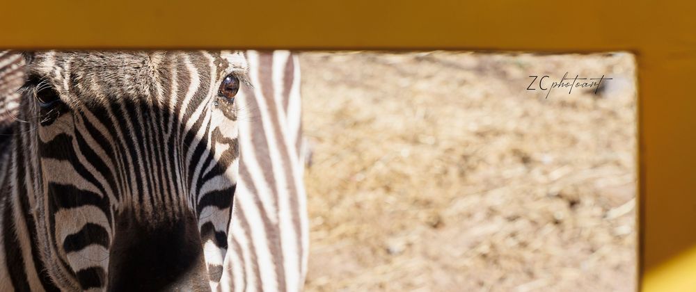 A close-up of a zebra's face showing bold black and white stripes against a sandy brown background in bright sunlight.