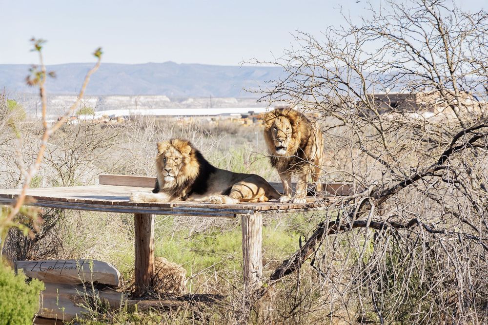Two male lions resting on a wooden platform surrounded by trees and shrubs in a wildlife sanctuary.