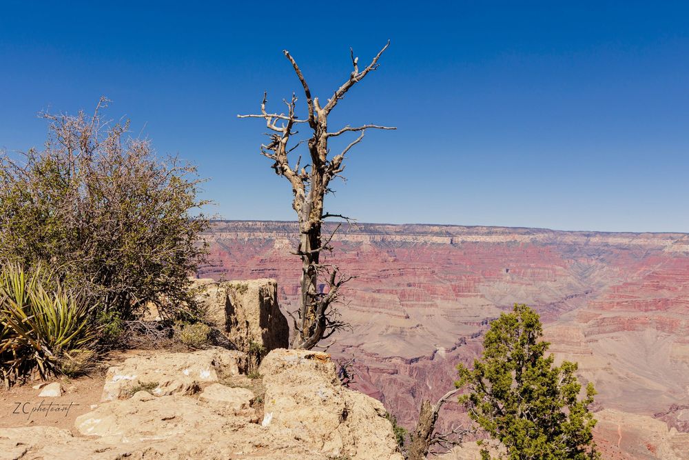 Dead tree on rocky Grand Canyon rim with vast red rock canyon landscape and clear blue sky backdrop.