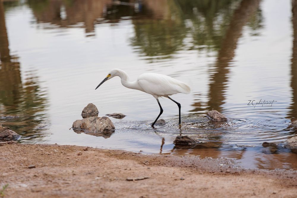 A white egret wading in shallow water near rocks along a sandy shoreline, hunting for fish in a calm pond.