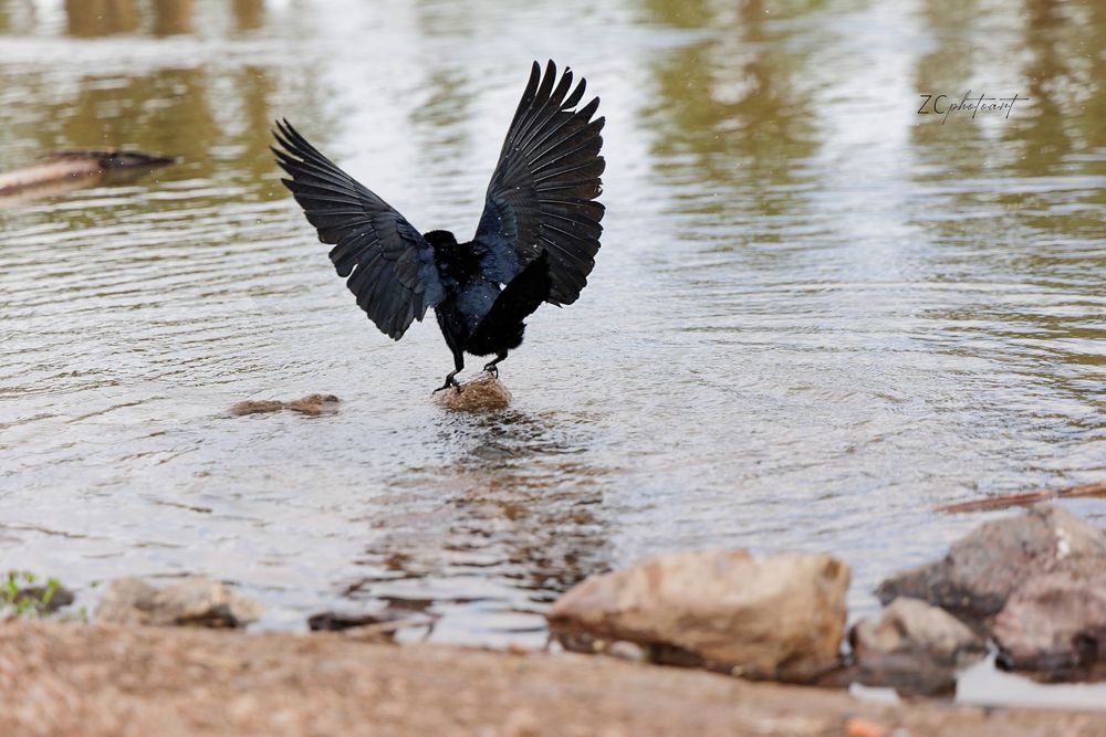A black bird with wings spread wide landing at the edge of a calm shallow river near rocky shores.