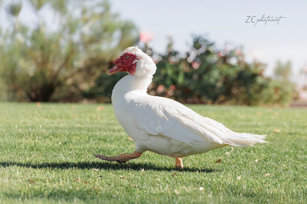 White Muscovy duck with red caruncles walking on green grass in a sunny outdoor setting.