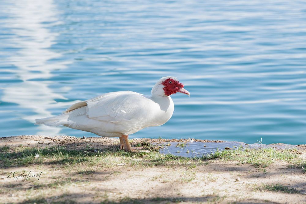 A white Muscovy duck with a red face stands on a rocky shore beside calm blue water.