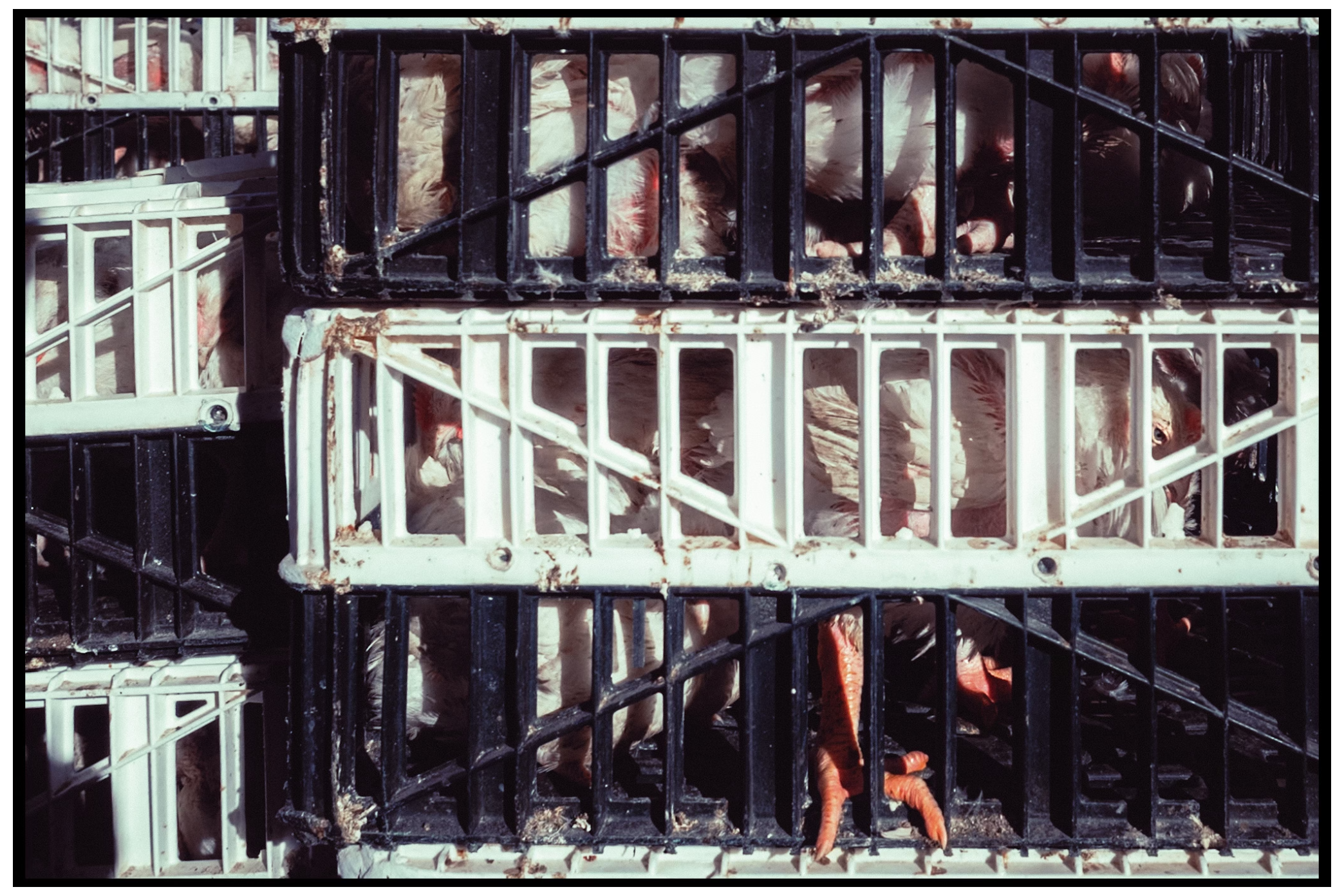 closeup of chickens in plastic crates. Kapparot. Brooklyn.