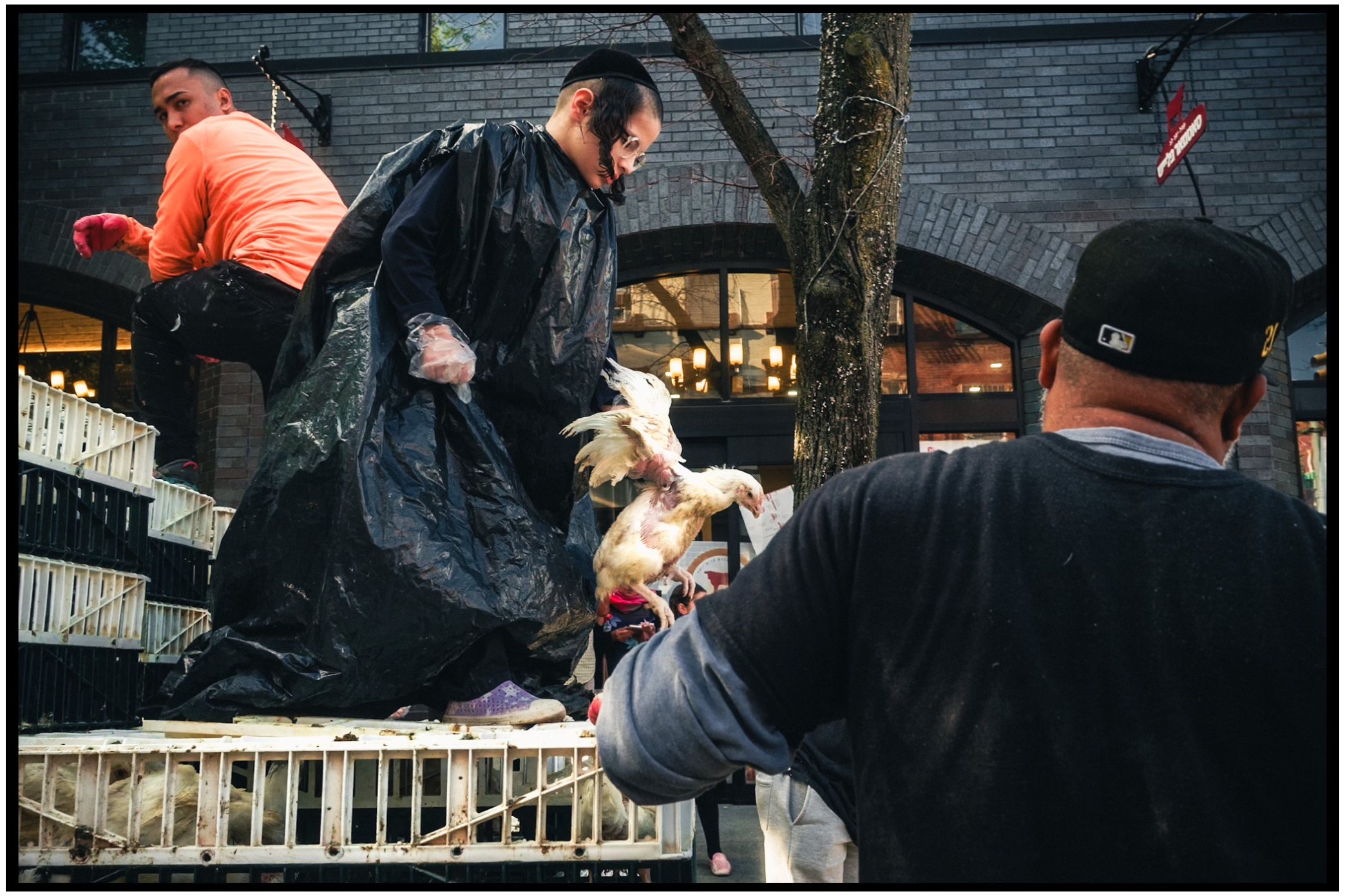 Action shot of people climbing on chicken crates in an urban setting. Kapparot, Brooklyn NYC