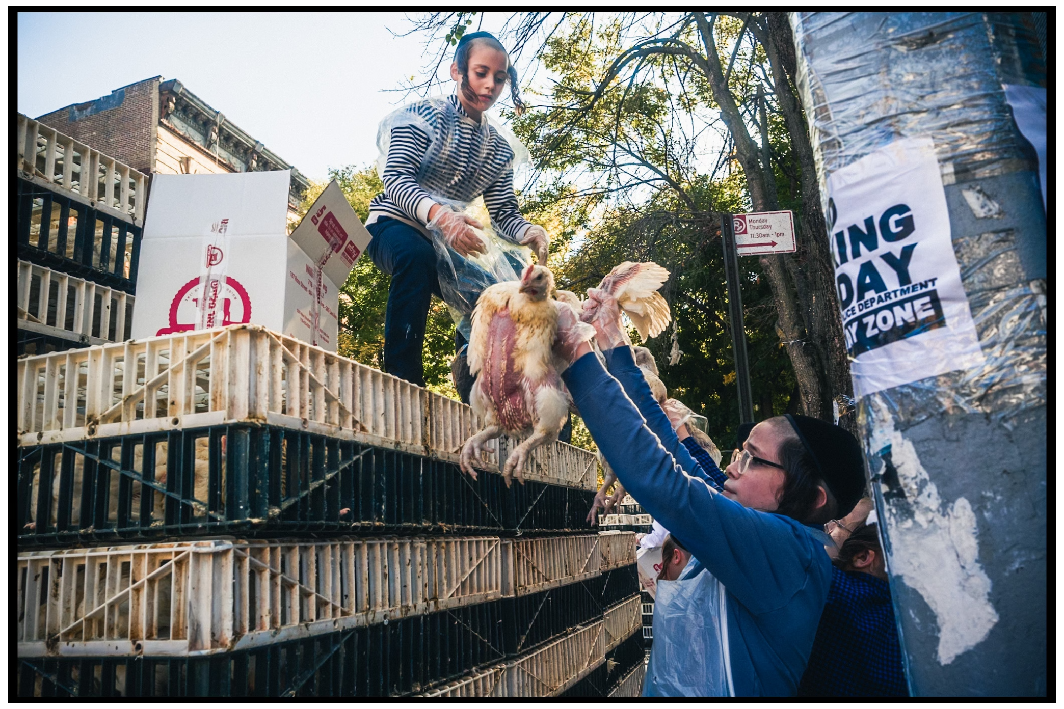 Two people pass a white chicken between levels of an outdoor staircase. Kapparot, Brooklyn NYC