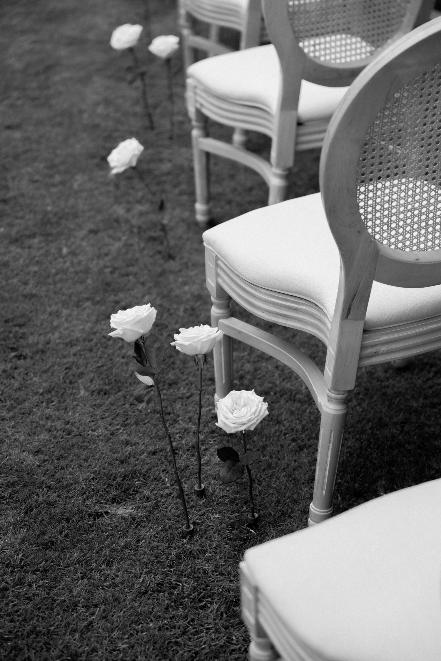 White roses line up elegantly beside vintage cane back chairs with cushions in a black and white outdoor setting.