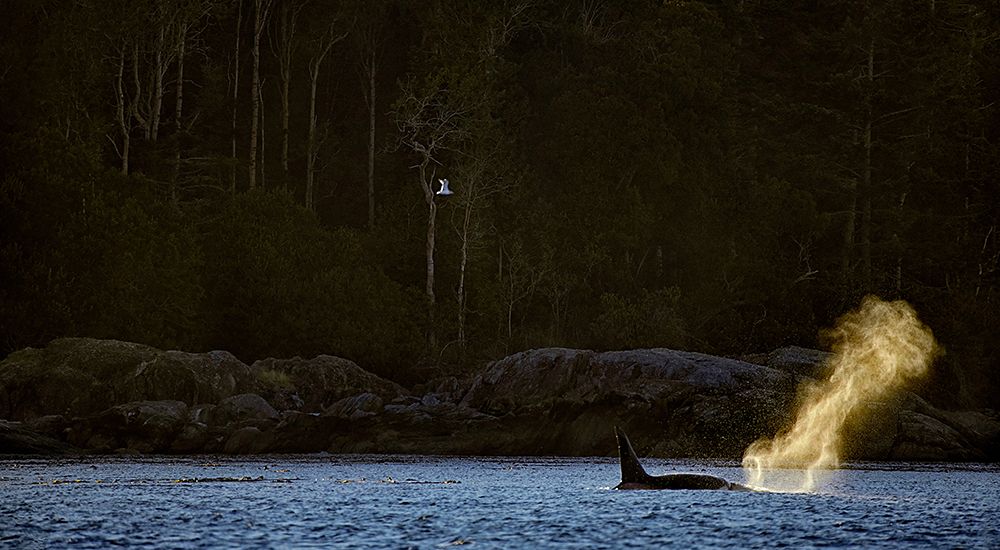 Whale swimming near Vancouver Island