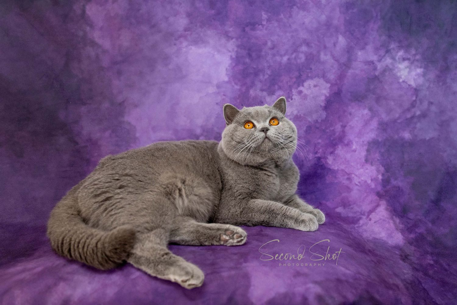 Grey British Shorthair cat yawning widely while laying down against light blue background.