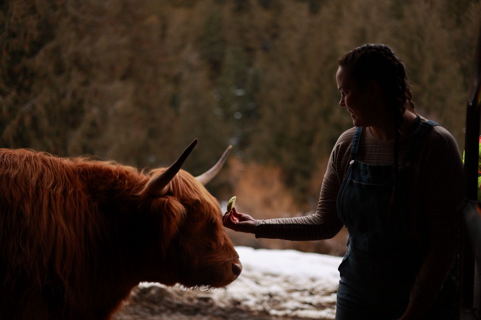 Person petting brown highland cow in moody backlit setting.
