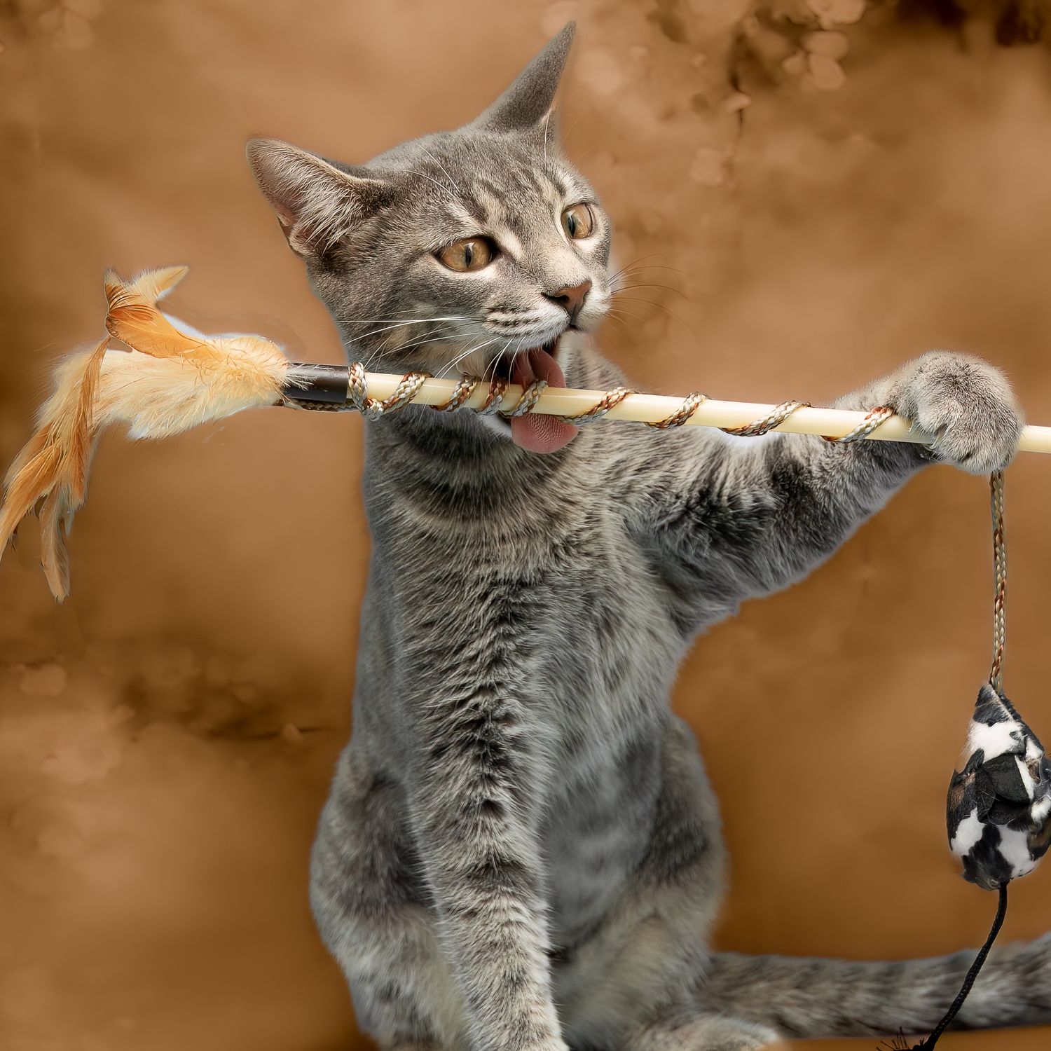 SPCA of Polk County cat available for adoption photographed by Pam Horn, Photographer, Pawfect Moments Photography
