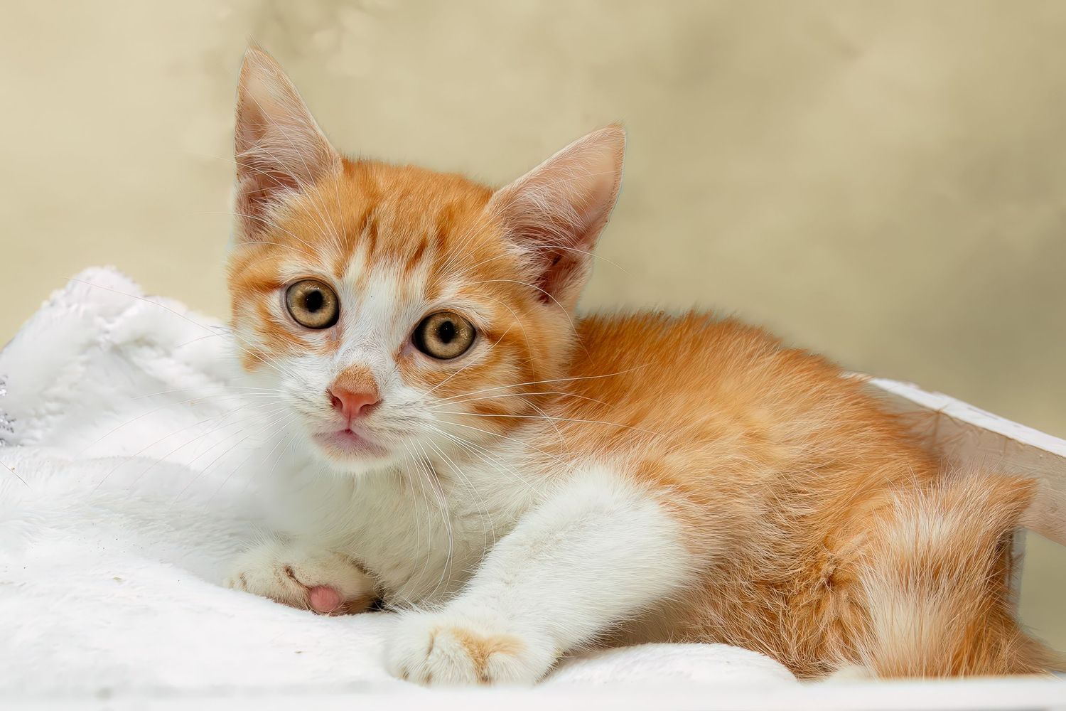 SPCA of Polk County kitten available for adoption photographed by Pam Horn, Photographer, Pawfect Moments Photography