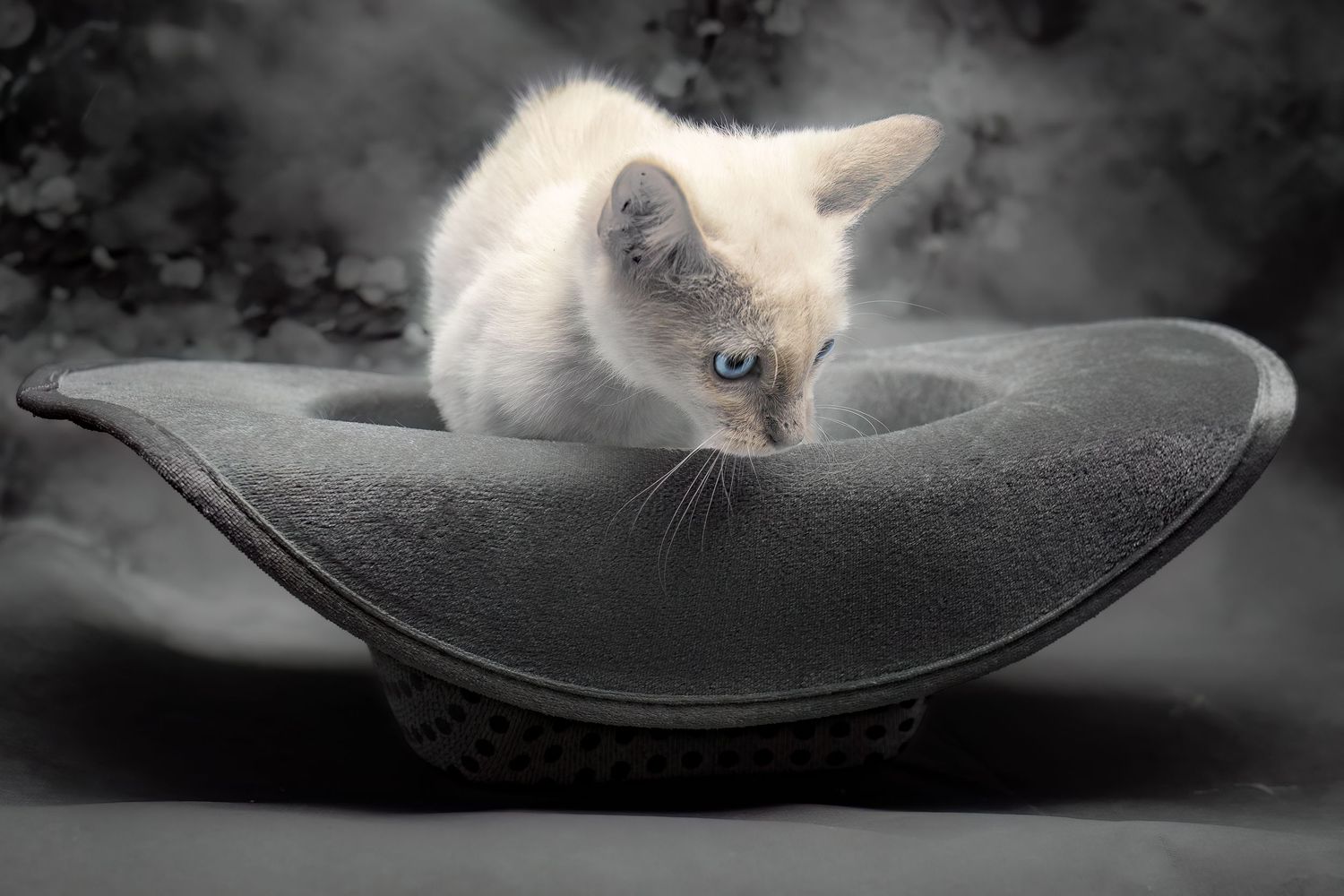 SPCA of Polk County kitten available for adoption photographed by Pam Horn, Photographer, Pawfect Moments Photography