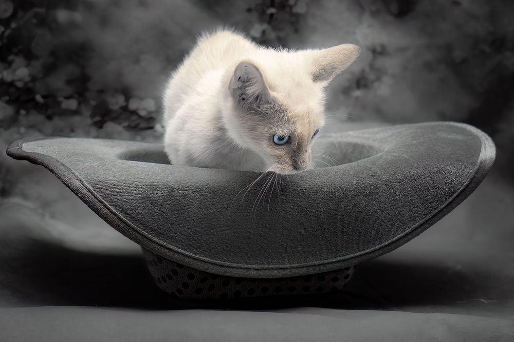 SPCA of Polk County kitten available for adoption photographed by Pam Horn, Photographer, Pawfect Moments Photography