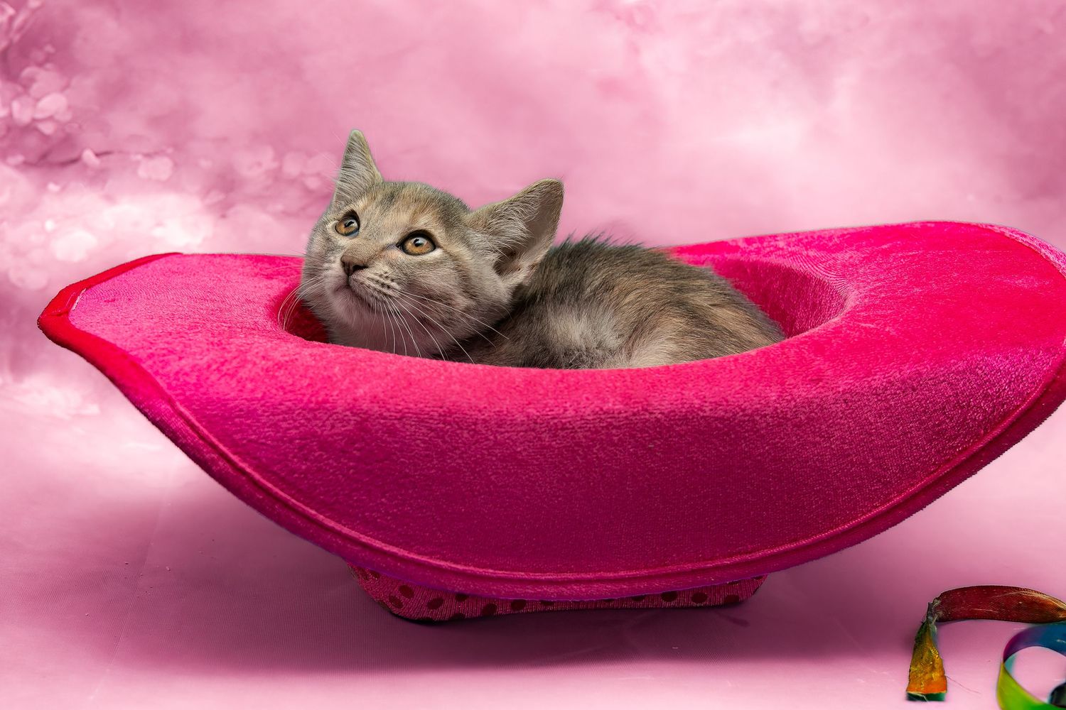 SPCA of Polk County kitten available for adoption photographed by Pam Horn, Photographer, Pawfect Moments Photography