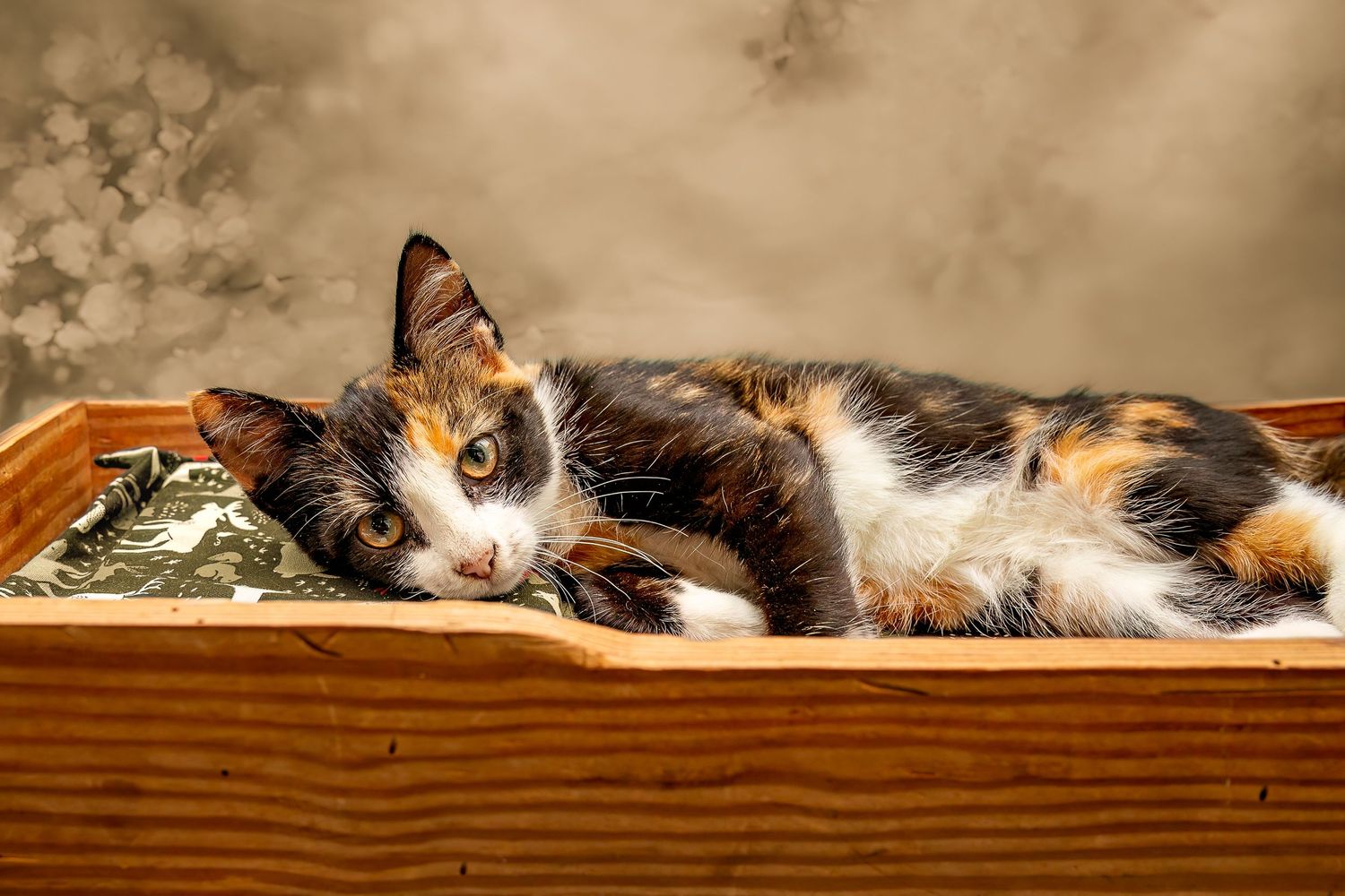 SPCA of Polk County kitten available for adoption photographed by Pam Horn, Photographer, Pawfect Moments Photography