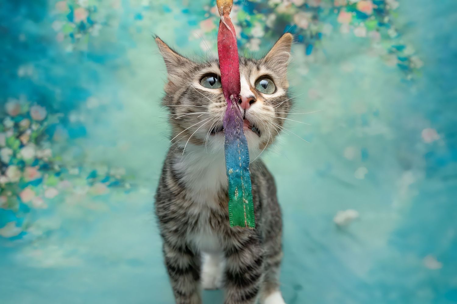 SPCA of Polk County kitten available for adoption photographed by Pam Horn, Photographer, Pawfect Moments Photography