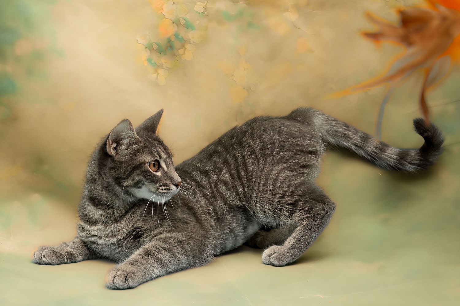 SPCA of Polk County cat available for adoption photographed by Pam Horn, Photographer, Pawfect Moments Photography