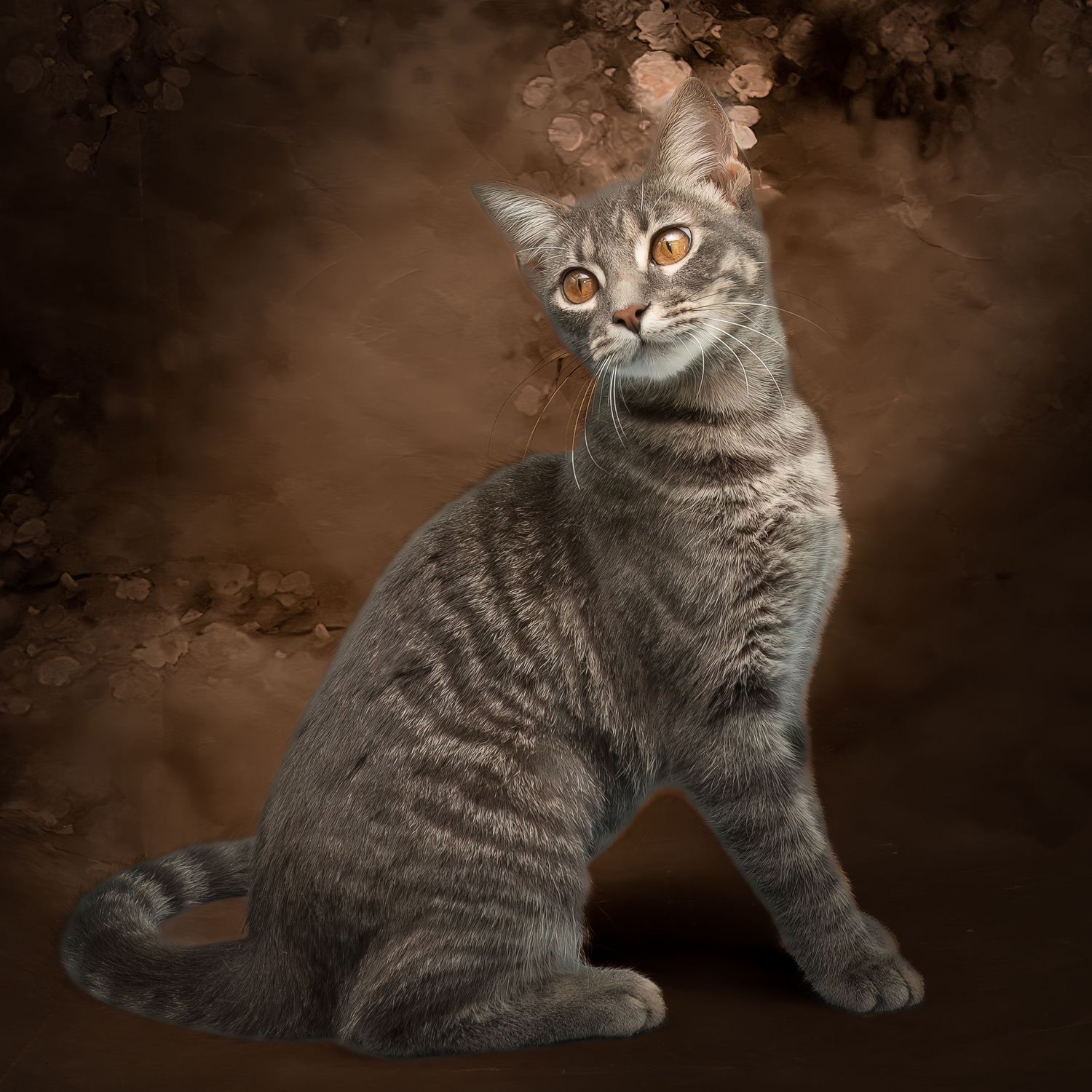 SPCA of Polk County cat available for adoption photographed by Pam Horn, Photographer, Pawfect Moments Photography