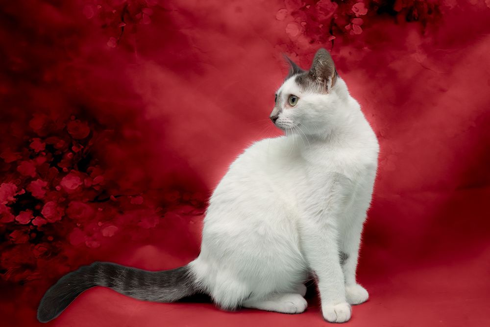 SPCA of Polk County cat available for adoption photographed by Pam Horn, Photographer, Pawfect Moments Photography