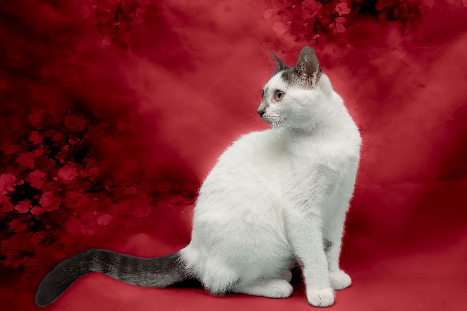 SPCA of Polk County cat available for adoption photographed by Pam Horn, Photographer, Pawfect Moments Photography