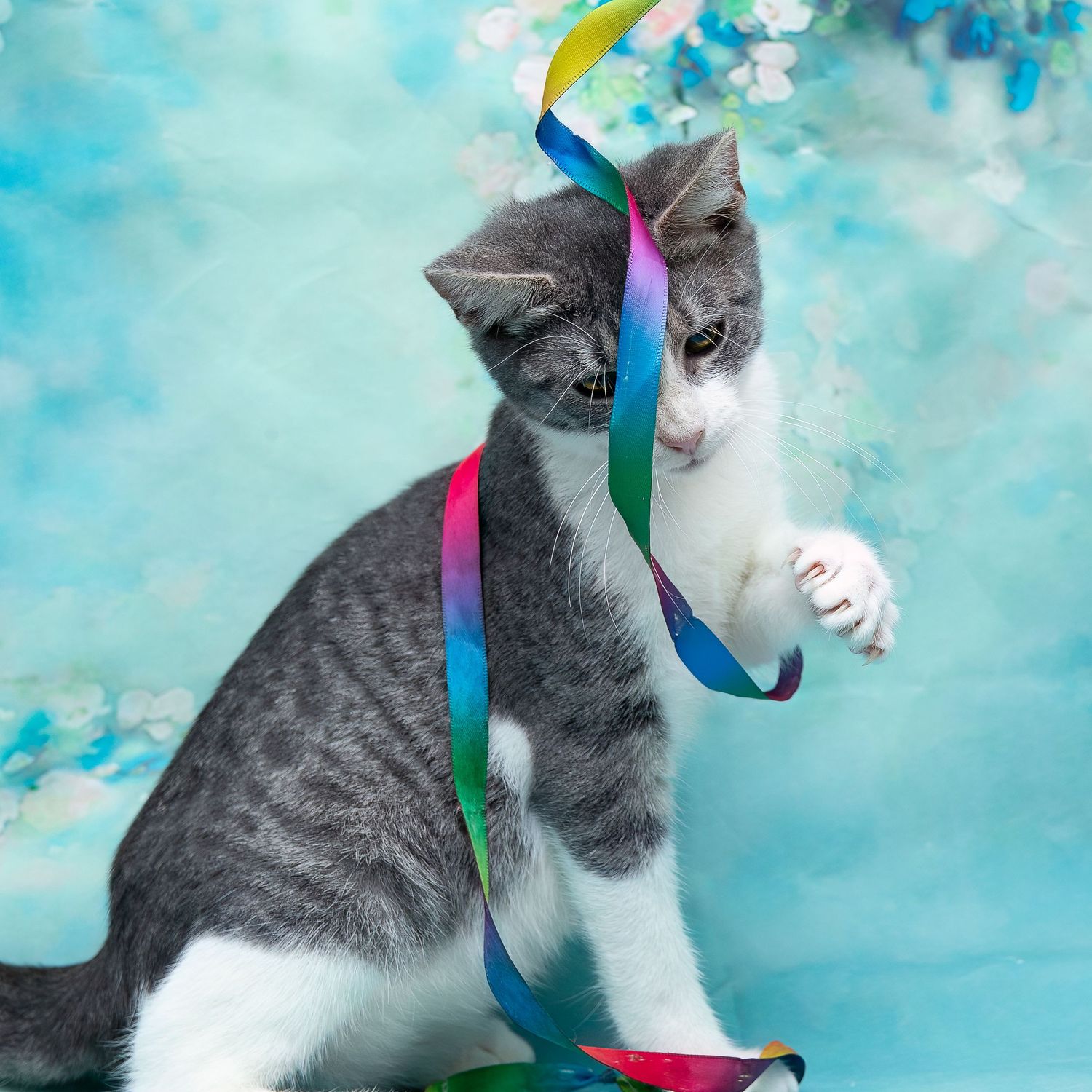 SPCA of Polk County kitten available for adoption photographed by Pam Horn, Photographer, Pawfect Moments Photography