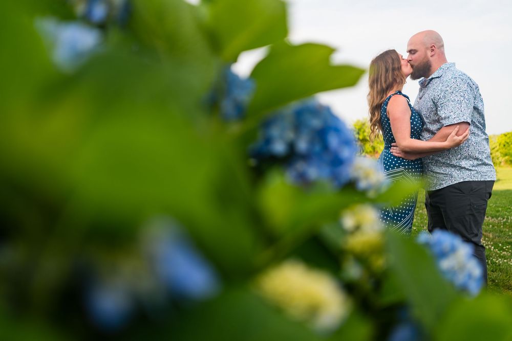 A couple embraces tenderly by blue hydrangea bushes in a lush garden setting during a romantic photoshoot.