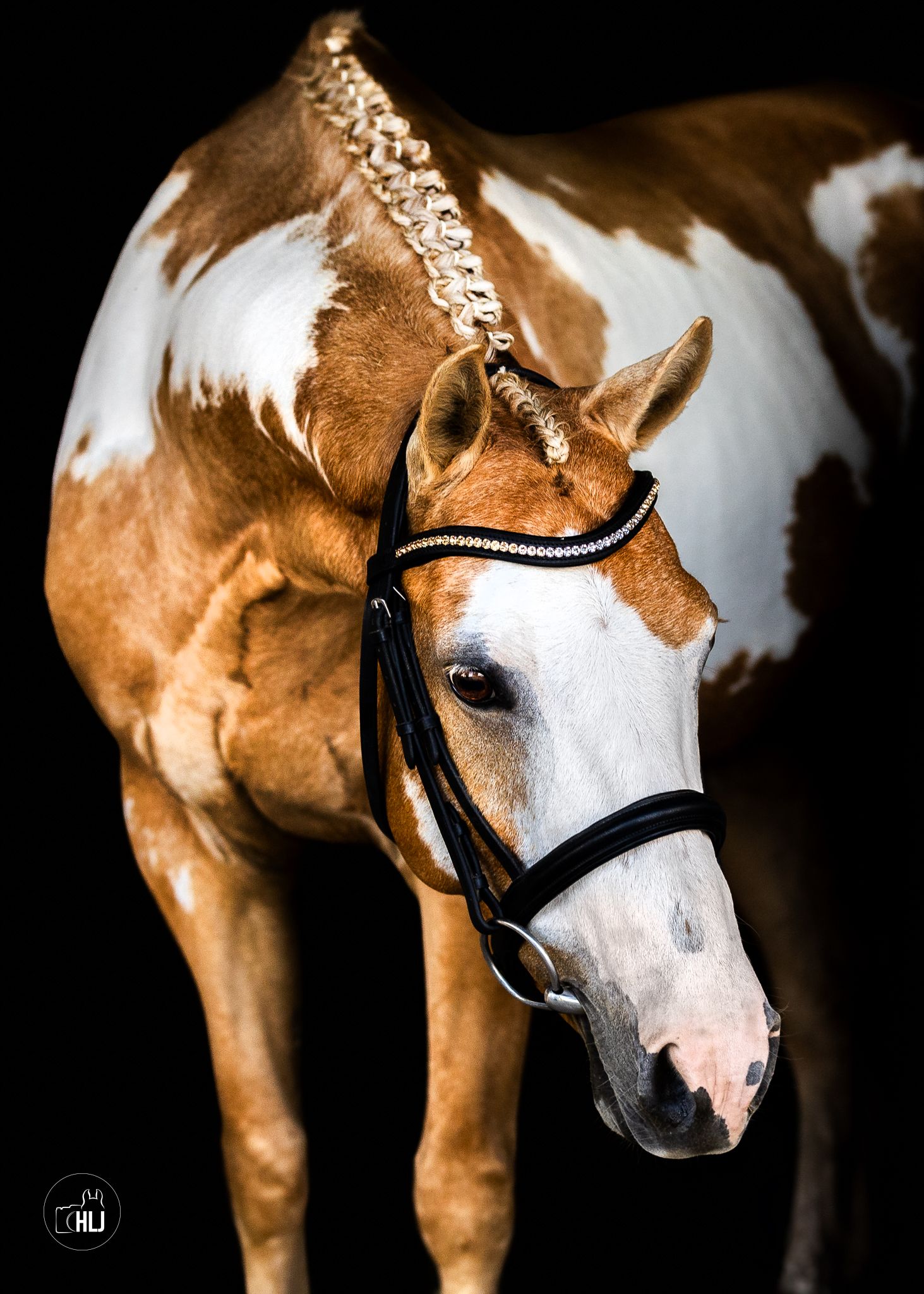 A brown and white paint horse with braided mane wearing a black bridle poses against a dark background.