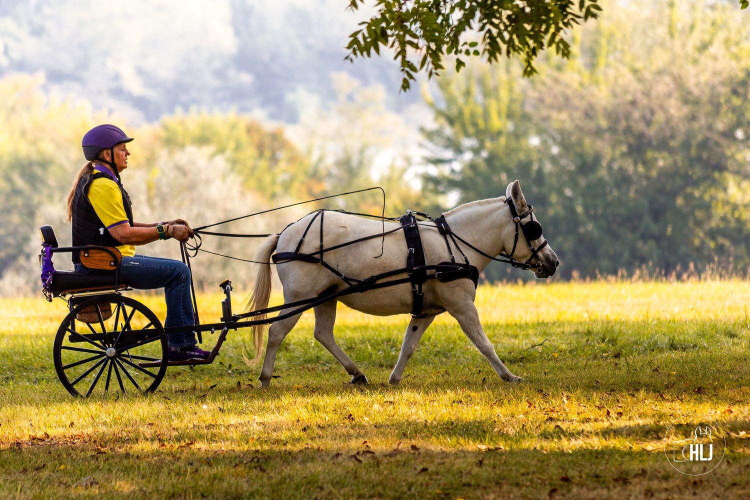 A vintage horse-drawn carriage rides along a misty meadow at golden hour casting long shadows in the grass.
