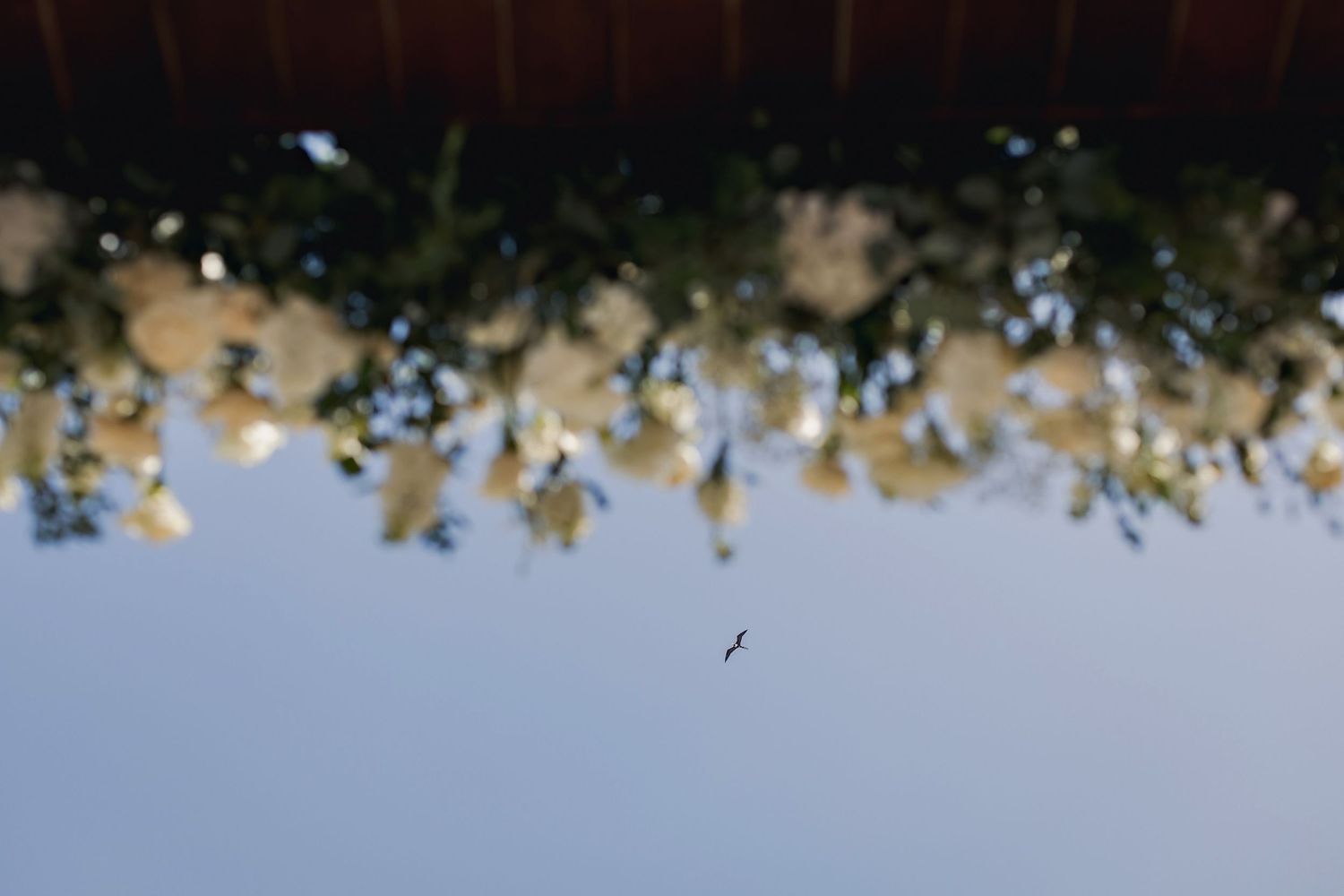 Delicate pale green and white flowers with elongated petals bloom against a soft blurred background.