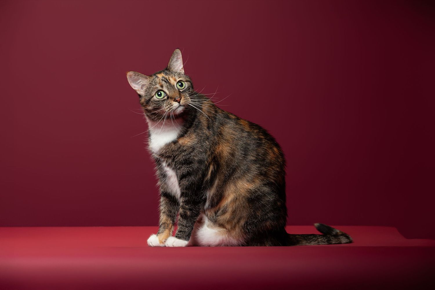 A beautiful tabby cat sits gracefully on a deep red background at a pet photography studio in Austin.
