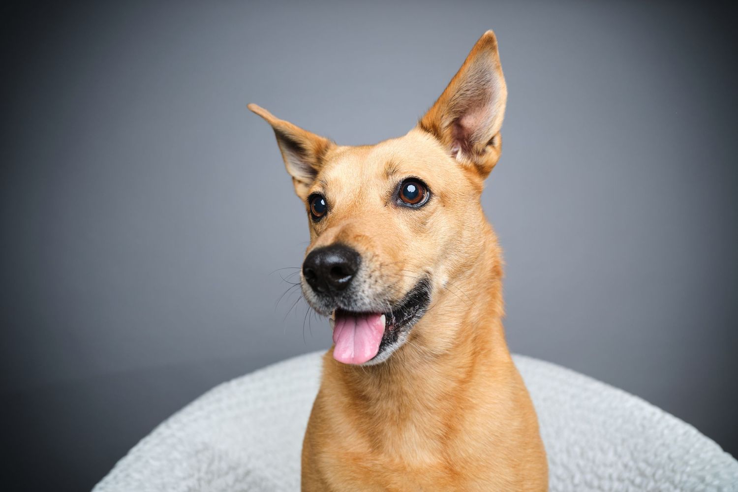 A happy tan dog with perky ears and tongue out poses for a portrait against a gray studio background in Appleton Wisconsin.