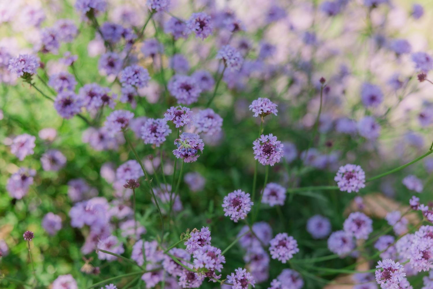 Delicate purple verbena flowers bloom in a soft focus garden setting with green foliage in the background.