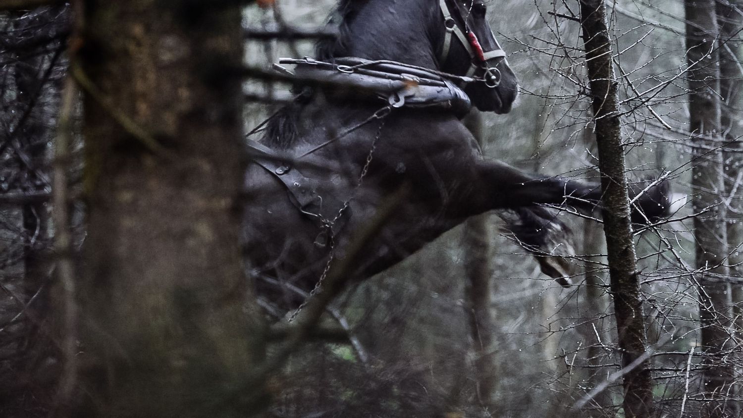 Dark silhouettes of bare tree branches against a moody gray winter sky.