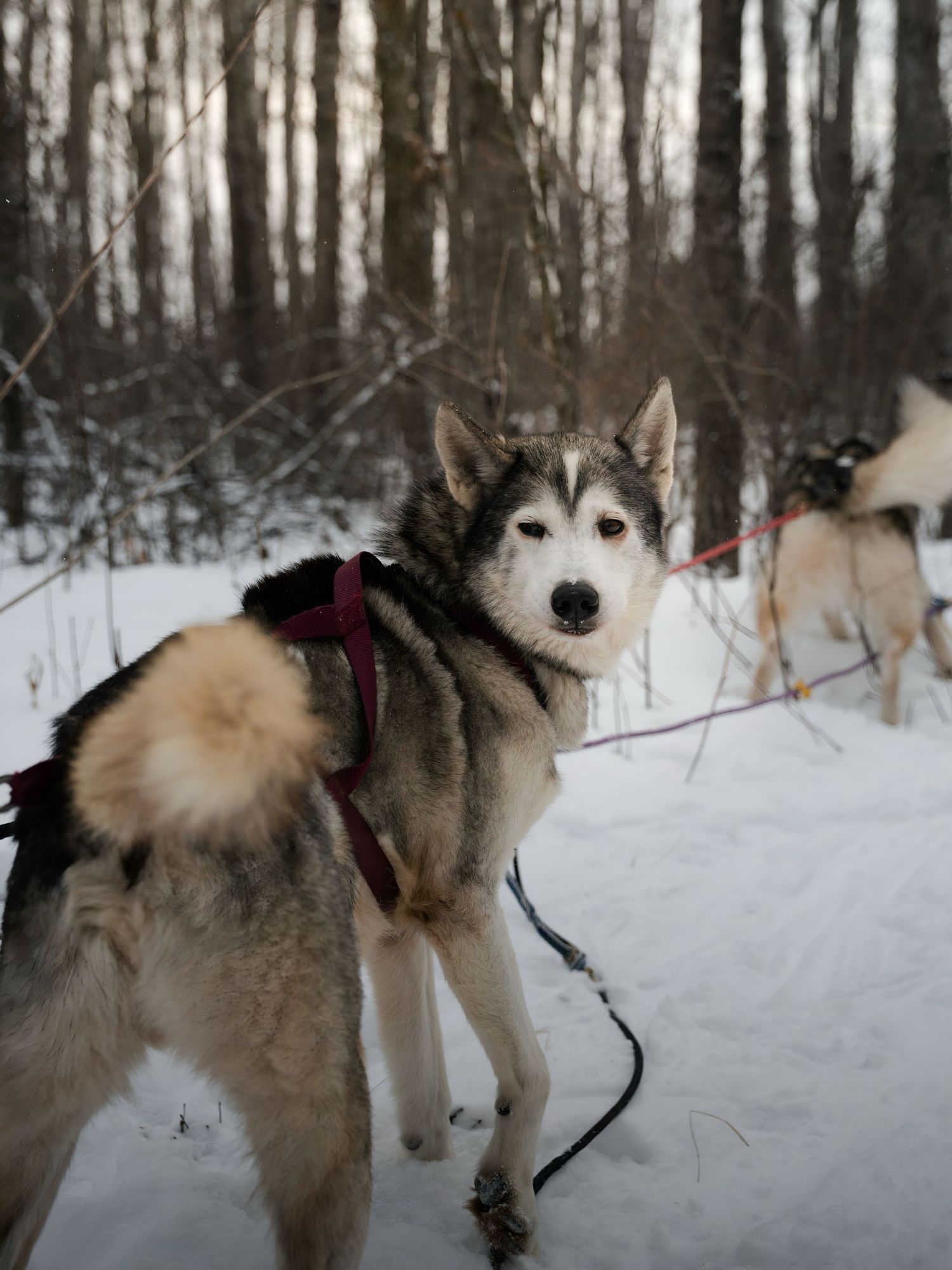 A line of husky sled dogs in harnesses waiting on a snowy forest path.