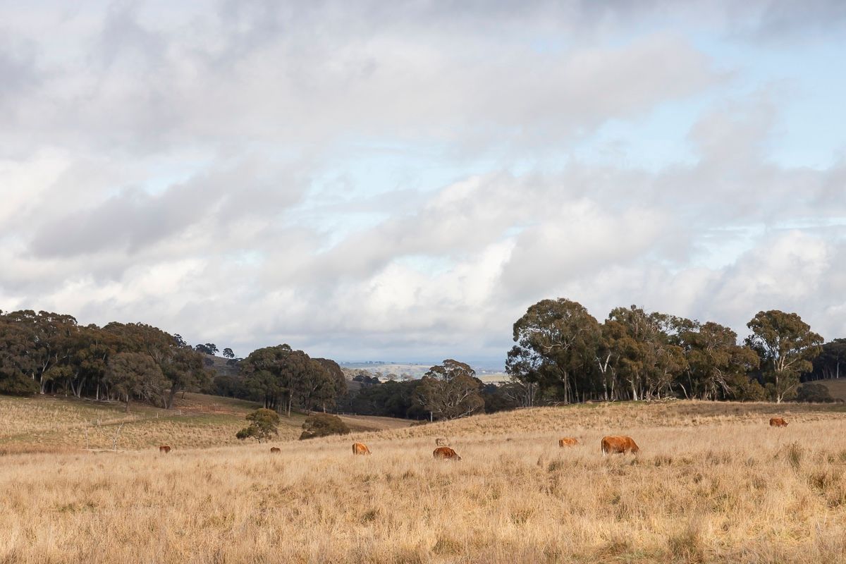 Cattle grazing in golden pasture with eucalyptus trees, Australian rural farmland landscape, dramatic cloudy sky. Em Callaghan Photography.