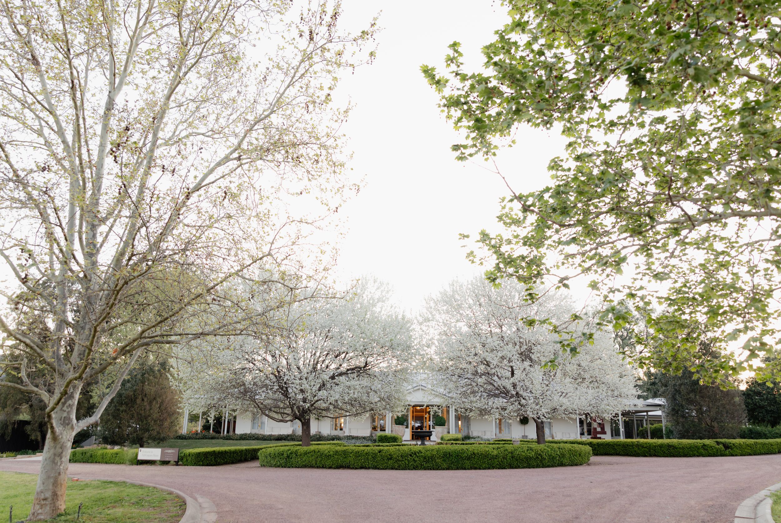 A row of blooming cherry blossom trees line a pathway in spring, creating a serene natural archway.