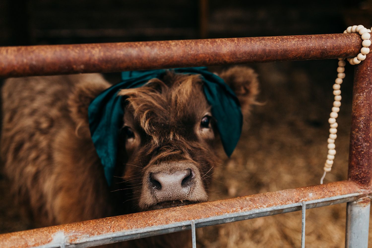 A close-up view of a brown and white cow's face with a blue tag in its ear against a dark background.