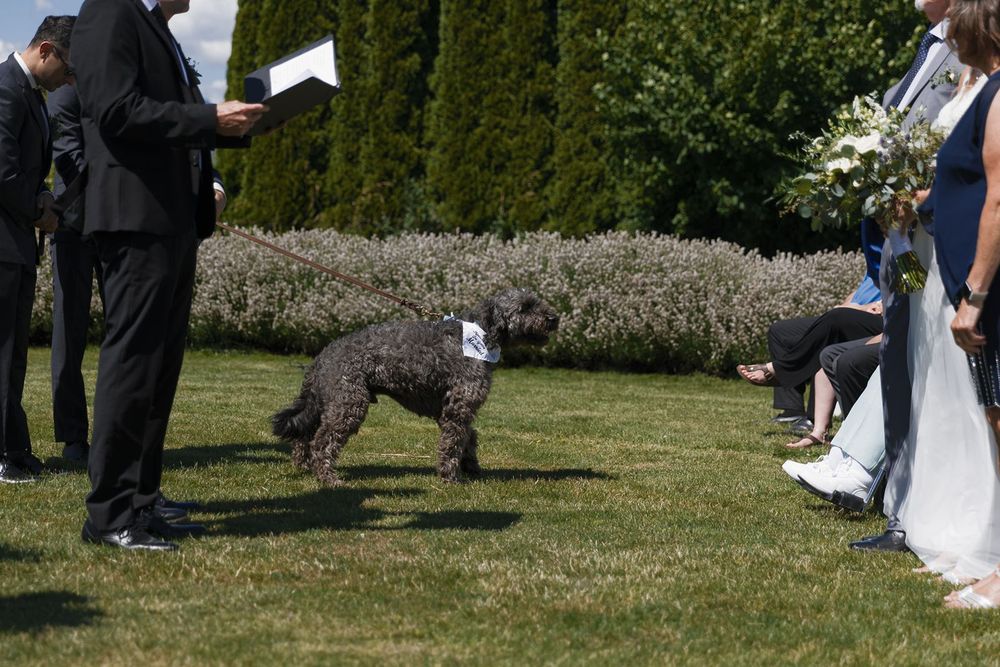 Curly dark dog wearing a bow tie walks across green lawn during an outdoor wedding ceremony beside bridal party.