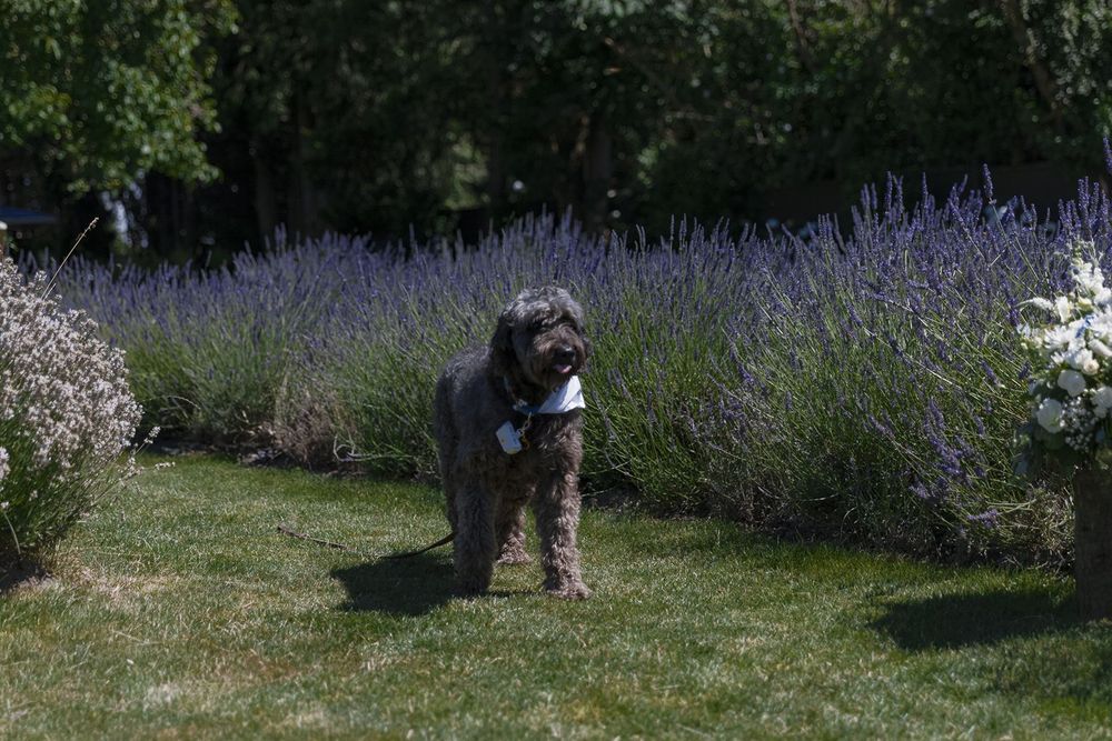 Fluffy dark dog stands proudly in garden path surrounded by blooming purple lavender bushes on a bright sunny day.