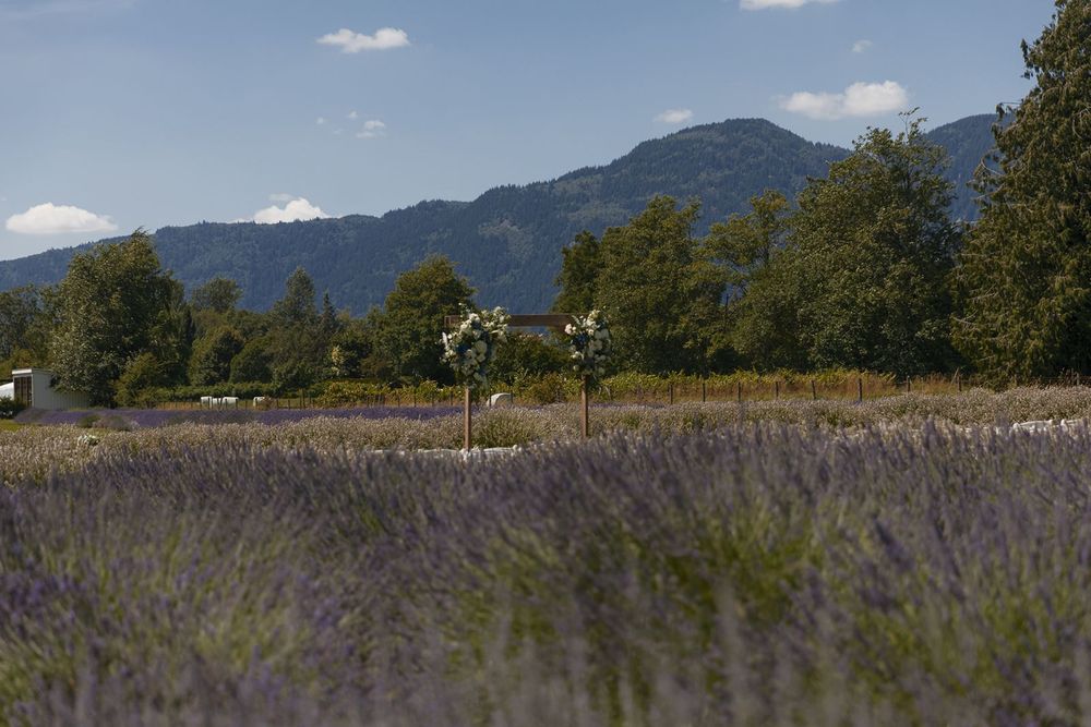 Lavender field in full bloom with a floral arch, trees, and mountain backdrop under a blue sky.