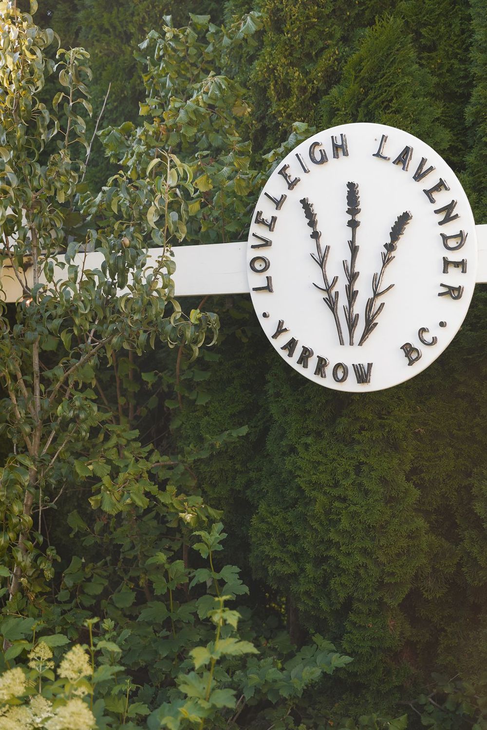 Loveleigh Lavender farm sign in Yarrow BC surrounded by lush green foliage.
