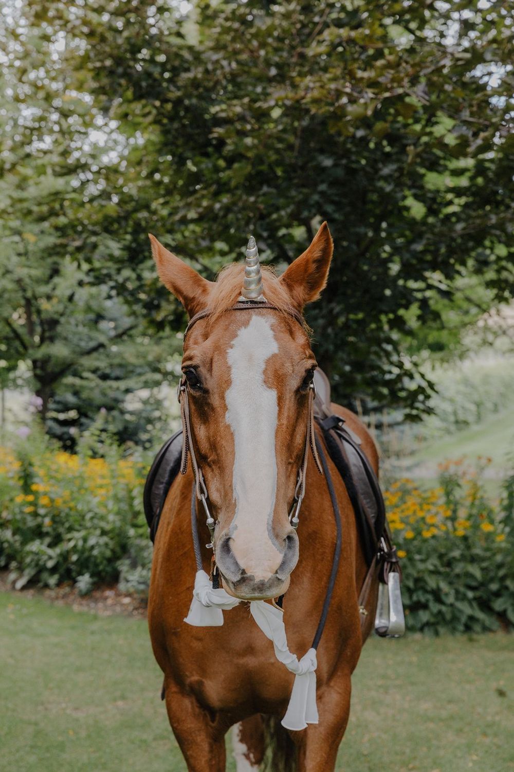 Close-up portrait of a chestnut horse with white blaze wearing decorative white ribbons outdoors.