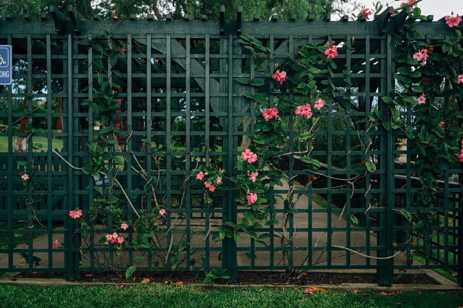 Climbing roses on a green lattice trellis in a lush garden setting.