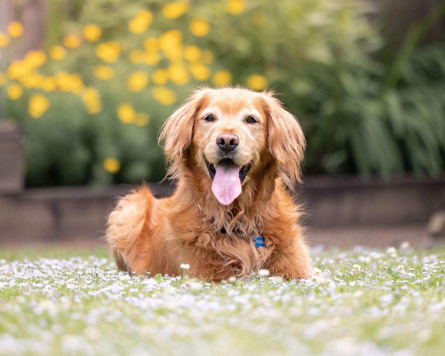 Dog portrait in downtown Lake Oswego, urban photography Copyright Amanda Barr Photography