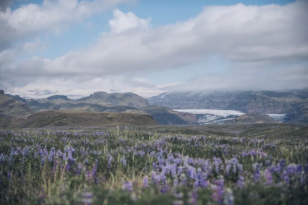 Wide view of Icelandic mountains and valleys covered in blooming purple lupins.
