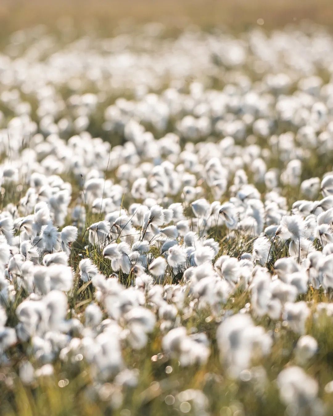 Dense field of white wildflowers stretching across an open meadow.