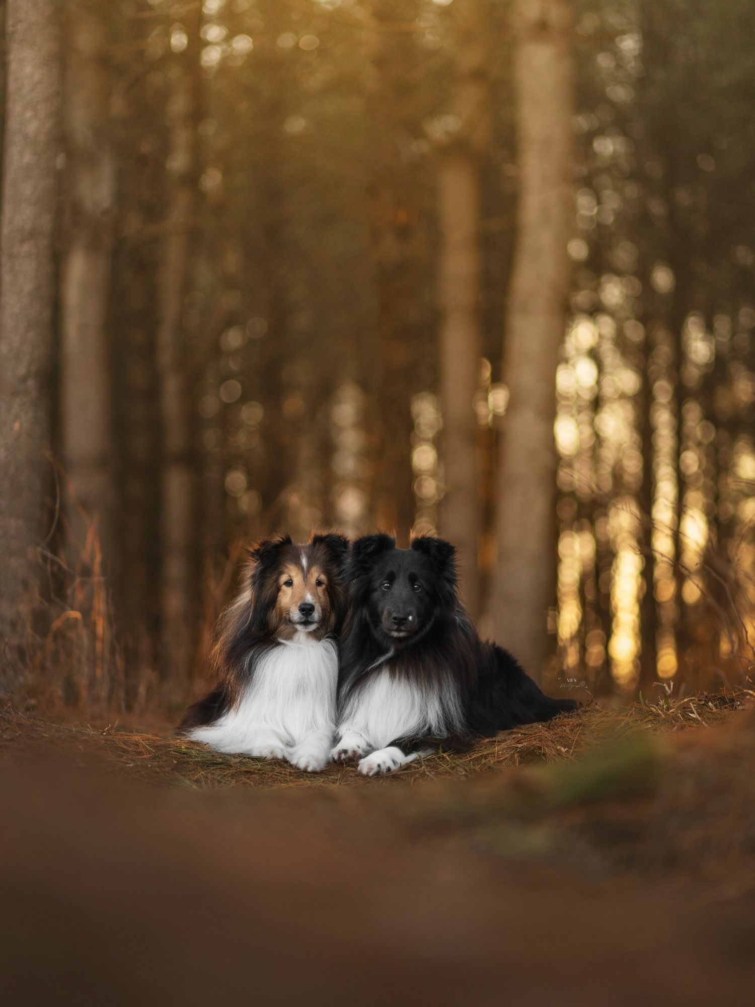 dog-portrait-photoshoot
dog-studio-photoshoot